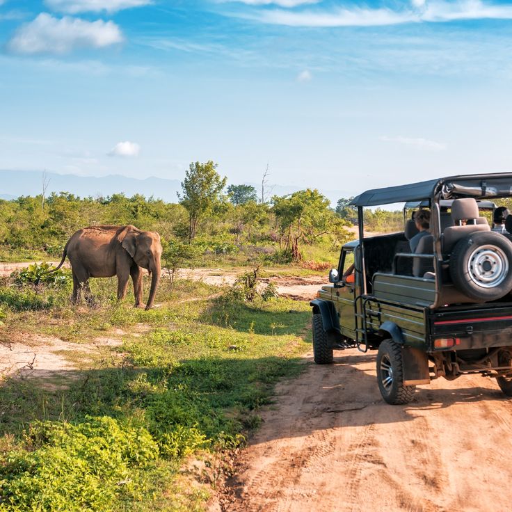 Safari jeep experience in Yala